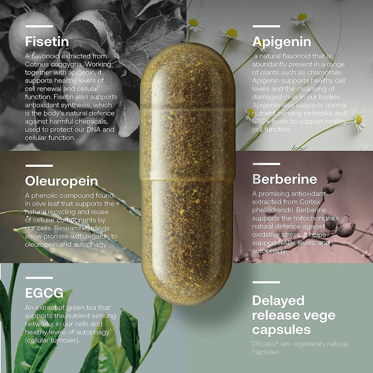SRW Laboratories Cel³ Renewal | Supports Youthful Cell Function and Renewal, Eliminates Cellular Waste and Supports Healthy Aging | 180 Capsules