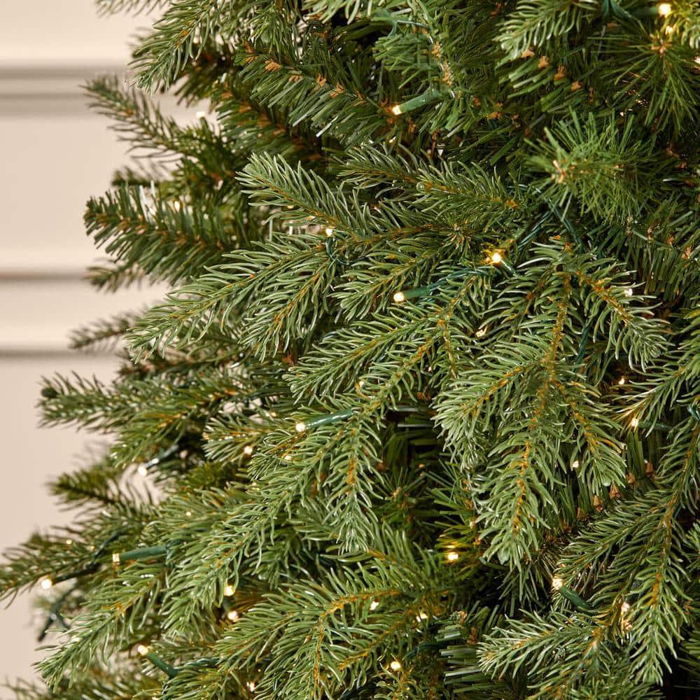 7.5 ft Grand Duchess Balsam Fir Christmas Tree