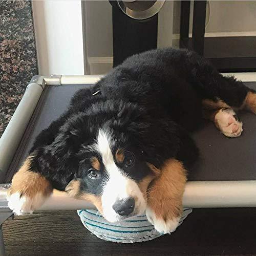 Kuranda Dog Bed - Chewproof - All Aluminum (Silver) - Indoor/Outdoor- Elevated - Easy to Clean - Water Proof Fabric Coating - Ballistic Nylon Fabric