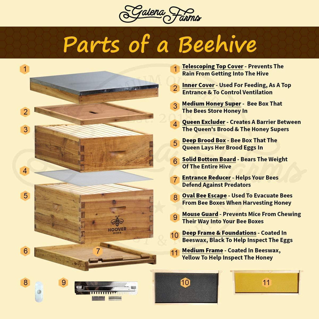 hoover hives 8 frame langstroth beehive dipped in 100% beeswax includes wooden frames &amp; waxed foundations (1 deep box, 1 medium box)