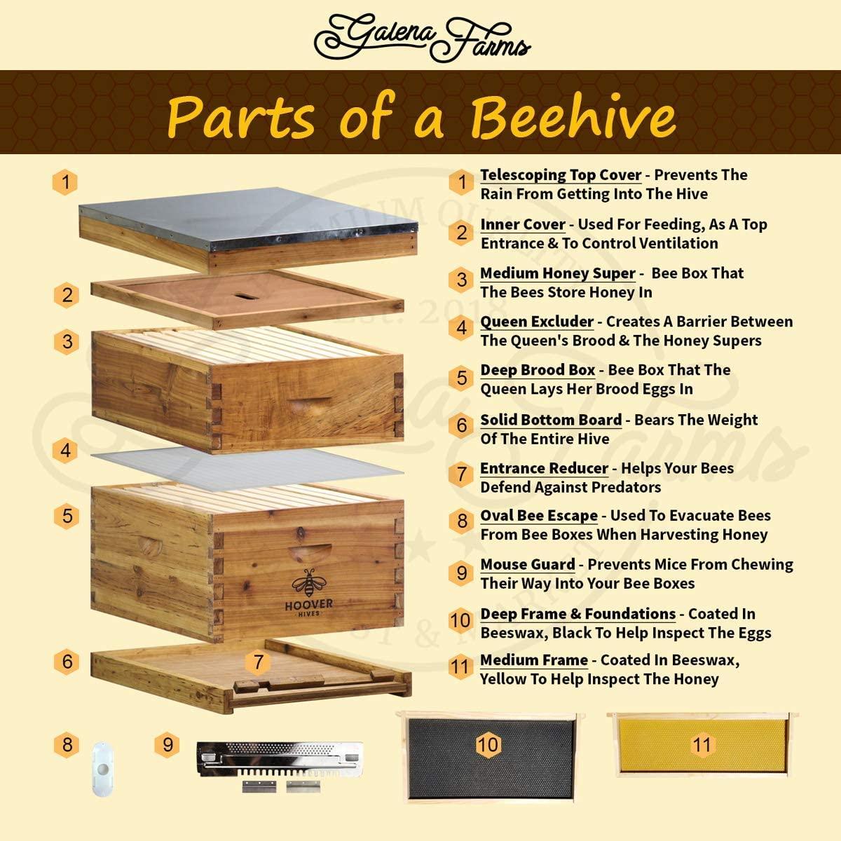 hoover hives 10 frame langstroth beehive dipped in 100% beeswax includes wooden frames &amp; waxed foundations (2 deep boxes, 1 medium box)(fully assembled)